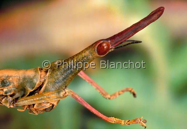 Stiphra robusta fem.JPG - in "Portraits d'insectes" ed. SeuilStiphra robustaCriquet-phasme (femelle)Jumping stickOrthopteraProscopiidaeBrésil